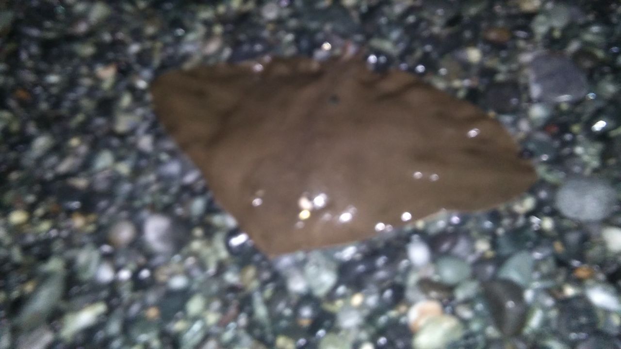 シタビラメ