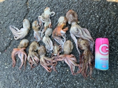 タコの釣果