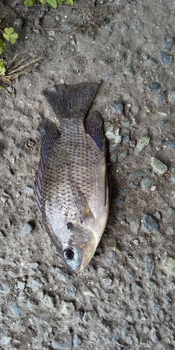 ナイルティラピアの釣果