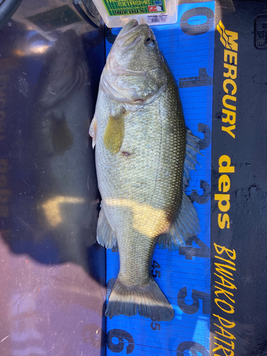 ブラックバスの釣果