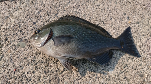 メジナの釣果