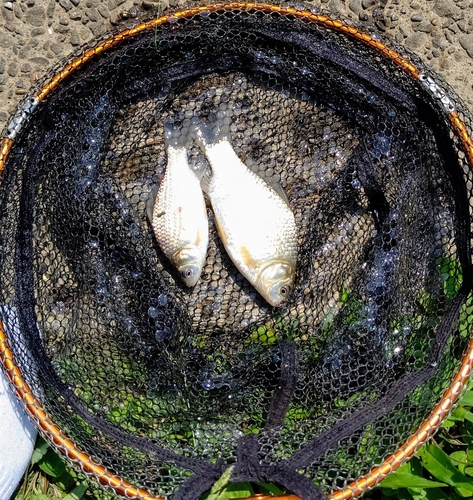 フナの釣果