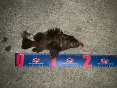 クロソイの釣果