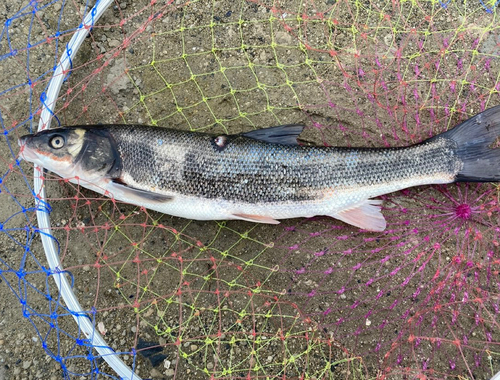 ウグイの釣果