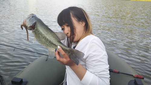 ブラックバスの釣果