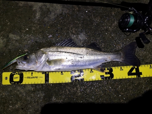 シーバスの釣果