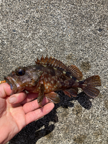 カサゴの釣果