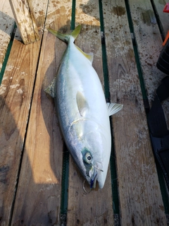 ワカナゴの釣果