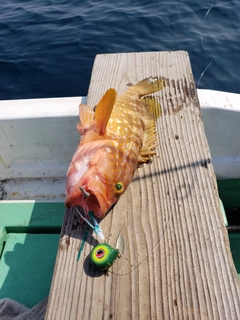 キジハタの釣果