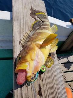 アオハタの釣果