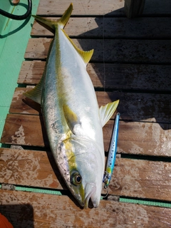 ヒラマサの釣果