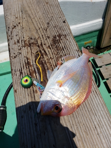 レンコダイの釣果