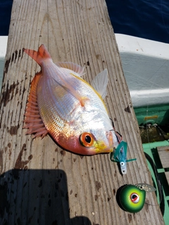 レンコダイの釣果