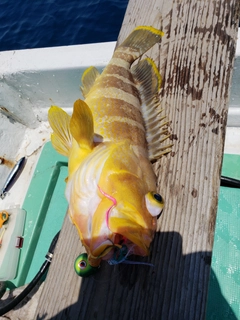 アオハタの釣果