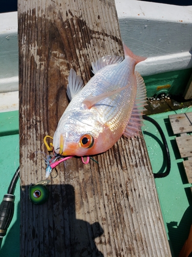 レンコダイの釣果