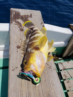 アオハタの釣果