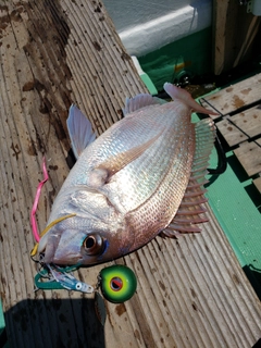 マダイの釣果