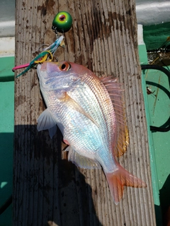 レンコダイの釣果