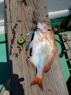 レンコダイの釣果