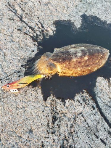 コウイカの釣果