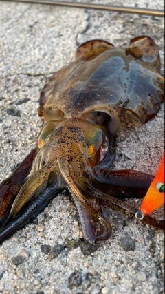 アオリイカの釣果