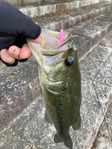 ラージマウスバスの釣果