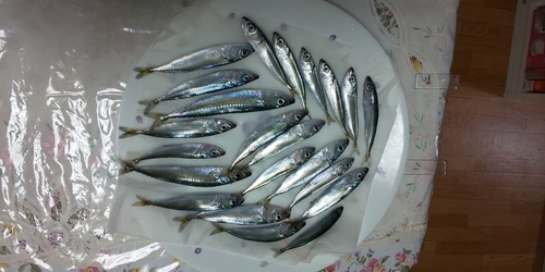 サバの釣果