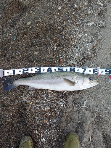 スズキの釣果