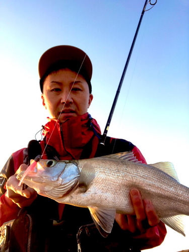 ヒラスズキの釣果