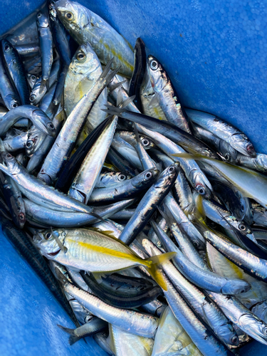 カタクチイワシの釣果