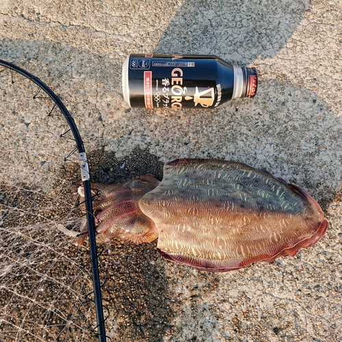 モンゴウイカの釣果