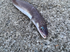 クロアナゴの釣果