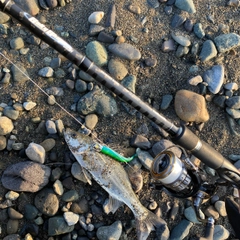 セイゴ（マルスズキ）の釣果