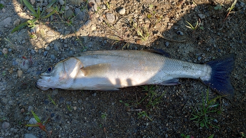 セイゴ（マルスズキ）の釣果