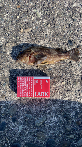 タケノコメバルの釣果