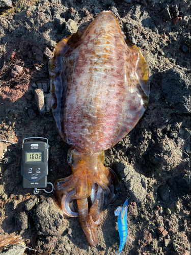 アオリイカの釣果