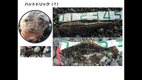 マゴチの釣果