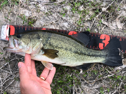 ブラックバスの釣果