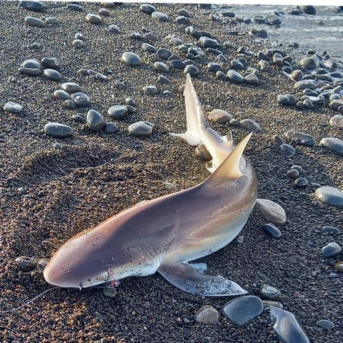 サメの釣果