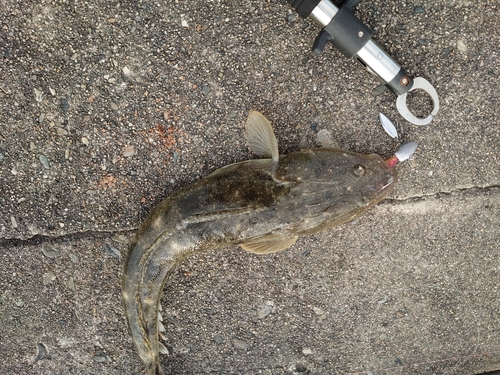 マゴチの釣果