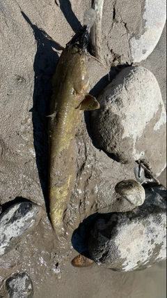 ナマズの釣果