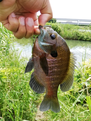 ブルーギルの釣果