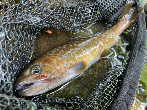 イワナの釣果