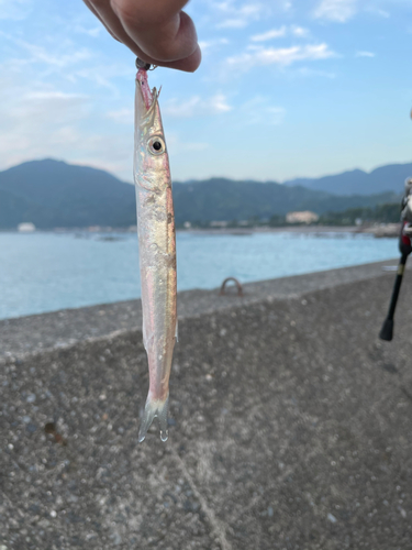 カマスの釣果