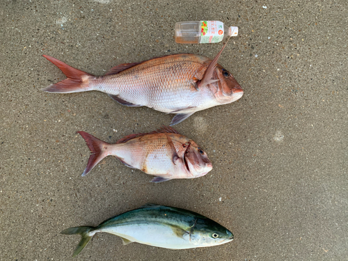 マダイの釣果