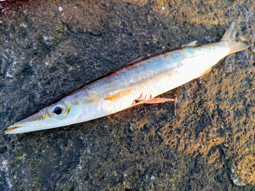 カマスの釣果