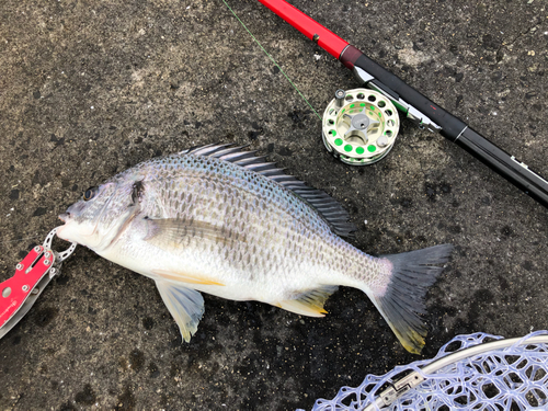 キビレの釣果