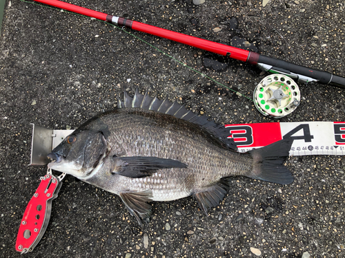 チヌの釣果