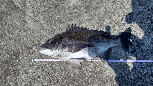 チヌの釣果