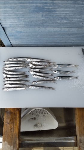 カタクチイワシの釣果